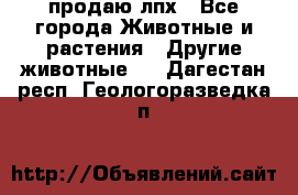 продаю лпх - Все города Животные и растения » Другие животные   . Дагестан респ.,Геологоразведка п.